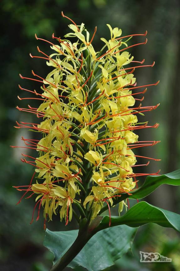 Muitas flores nos bosques e jardins do parque Salus, na região de Minas, no Uruguai